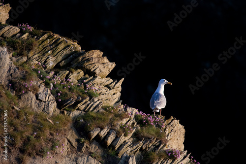 Seagull photo