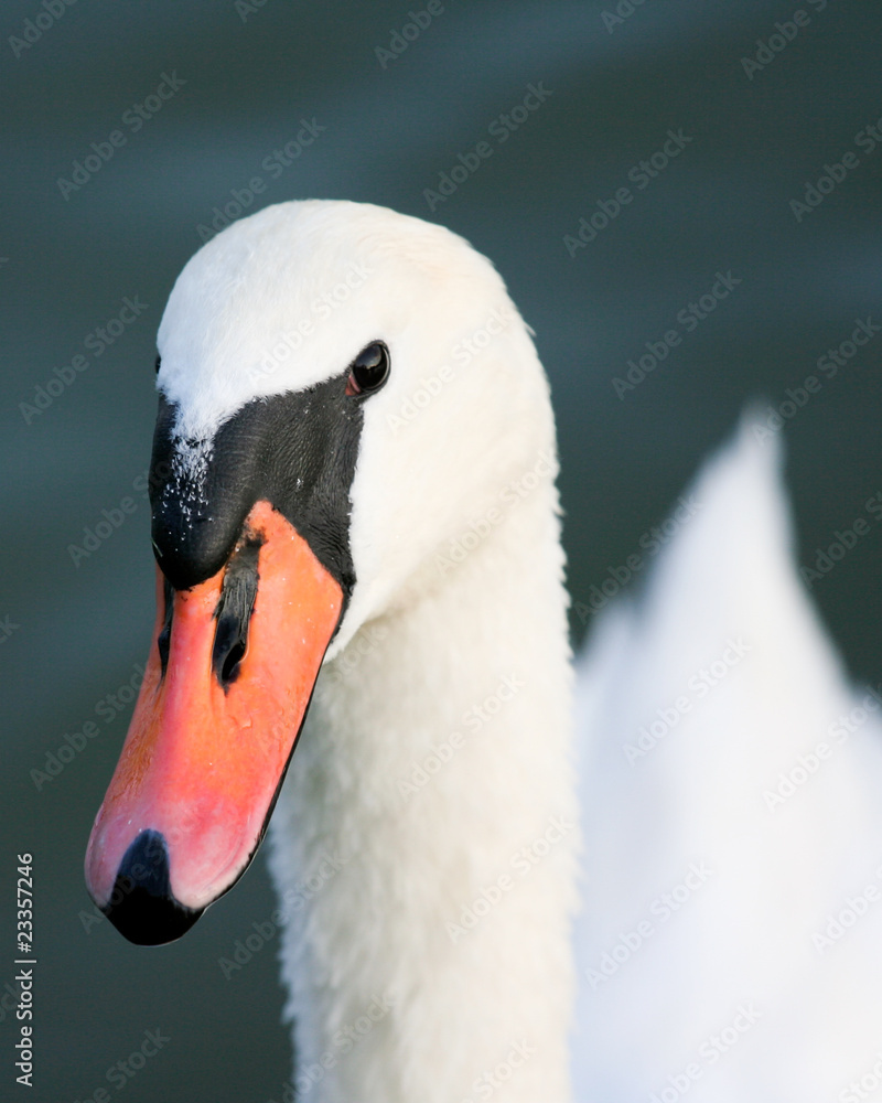 Fototapeta premium Schwan in einem Teich