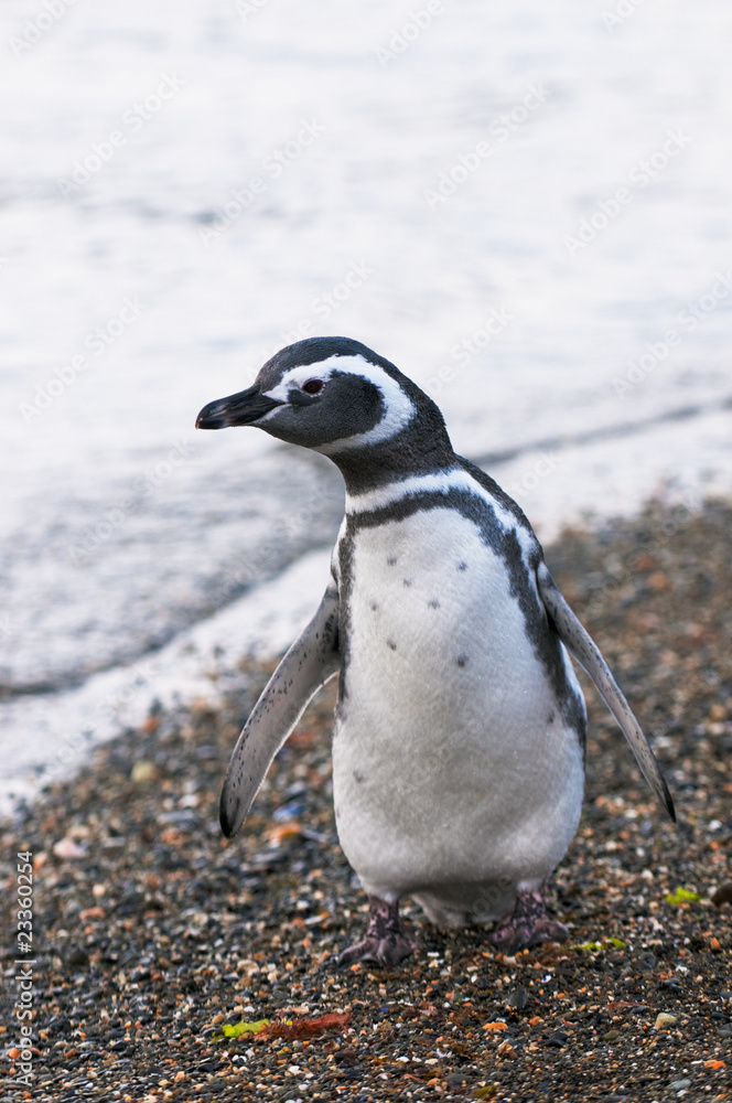 Naklejka premium magellanic penguin
