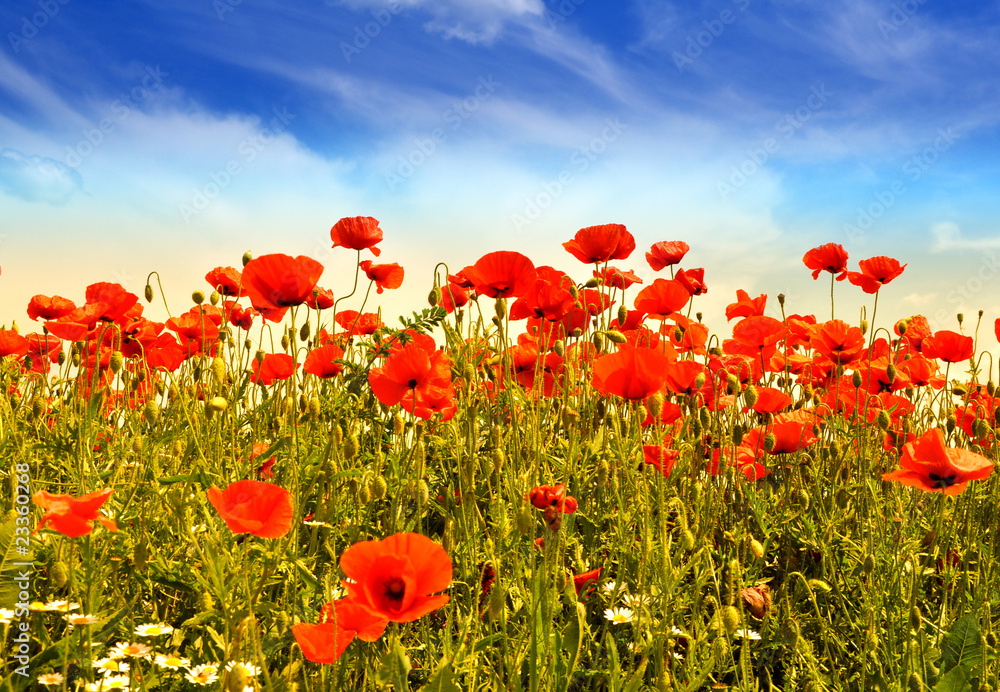 Obraz premium Poppies