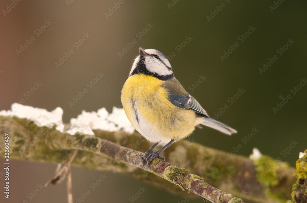 Naklejka premium Mésange bleue -. Cyanistes caeruleus - Eurasian Blue Tit