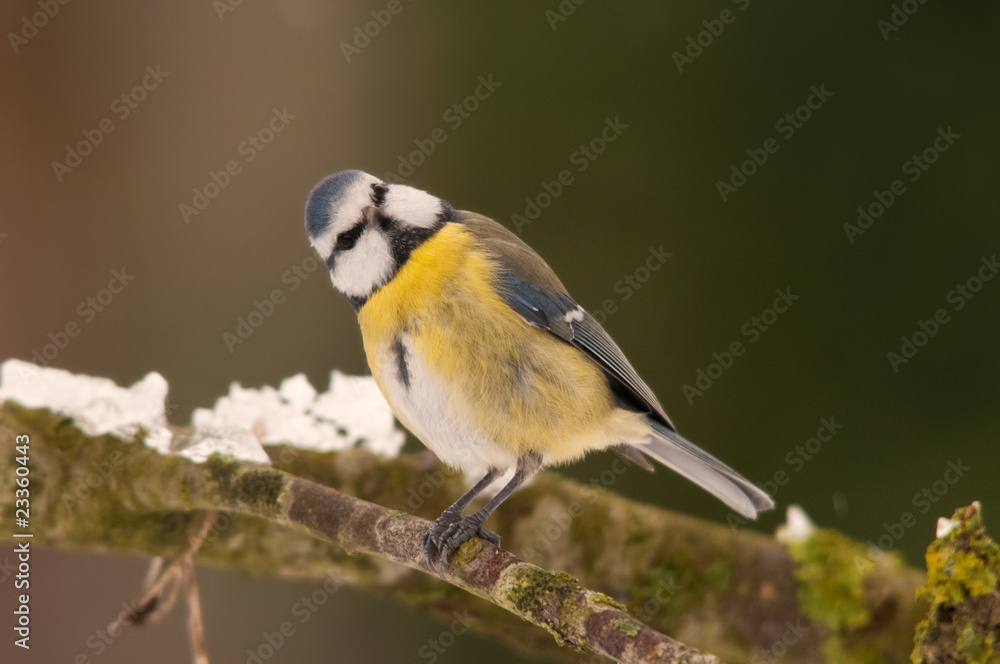 Obraz premium Mésange bleue -. Cyanistes caeruleus - Eurasian Blue Tit