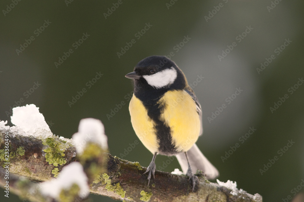 Obraz premium Mésange charbonnière - .Parus major - Great Tit