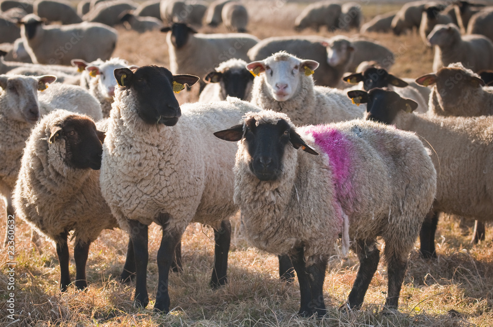 Fototapeta premium Moutons de prè-salé en Baie de Somme près de Saint-Valery