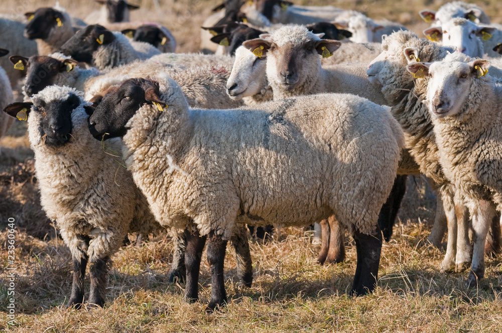 Fototapeta premium Moutons de prè-salé en Baie de Somme près de Saint-Valery