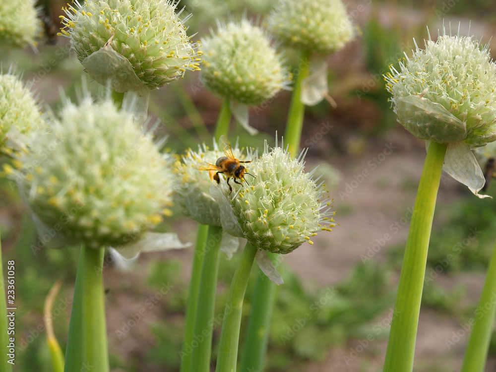 Onion blossom