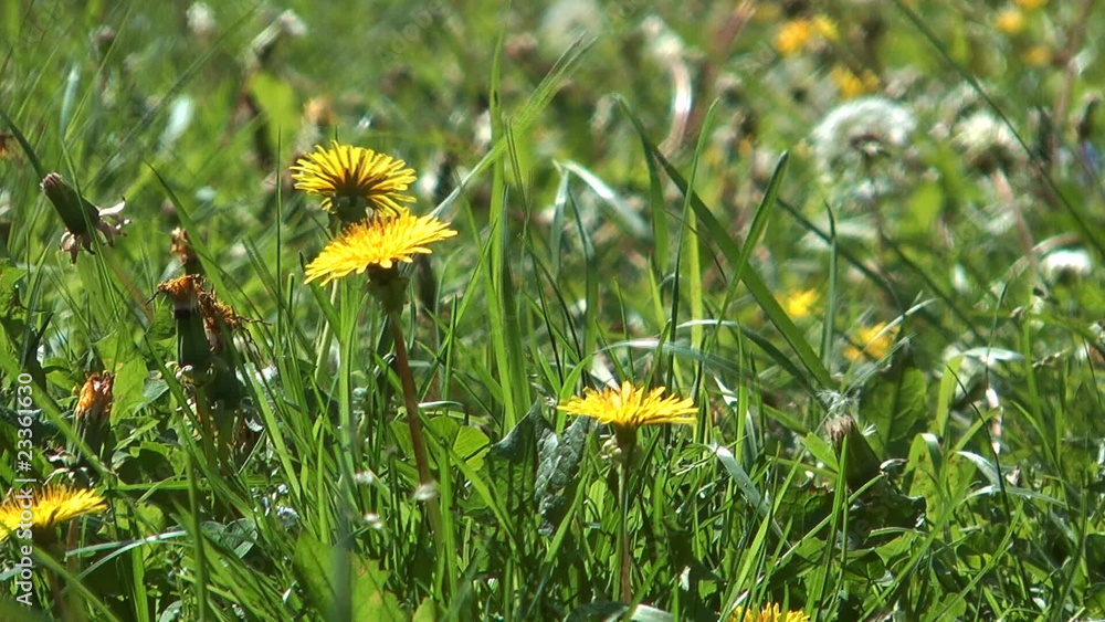Wildflowers dandelions in the meadow among the green grass. Wildflowers dandelions in the meadow among the green grass.