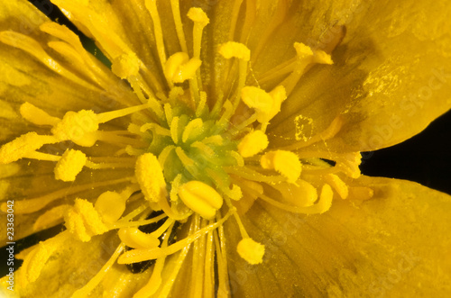 pistil de fleur jaune