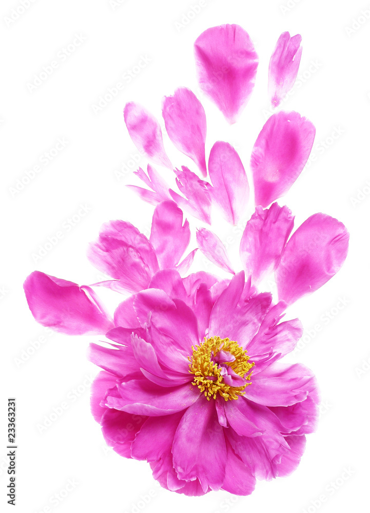 peony flowers and petals
