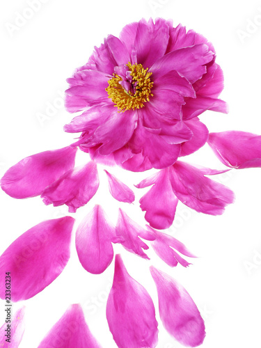 peony flower and petals