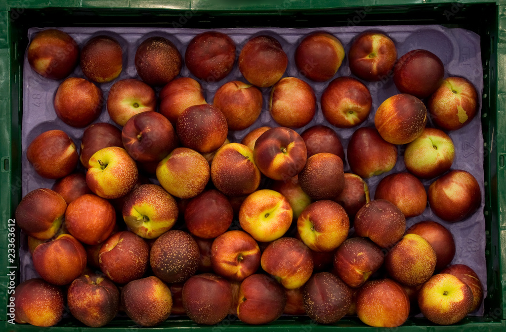 Nectarina Nectarina