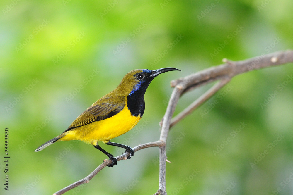 Male Sunbird On A Branch Male Sunbird On A Branch