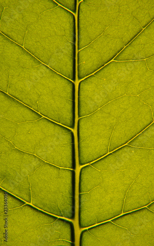 Leaf closeup