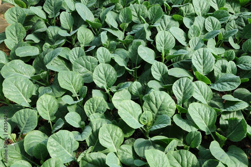 Vegetables Growing In A Farm Vegetables Growing In A Farm