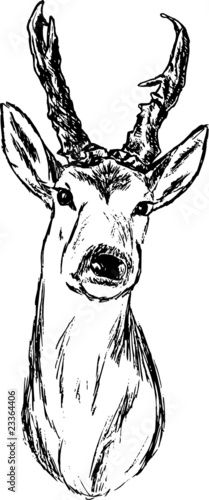 vector - roe-deer hand draw portrait, isolated