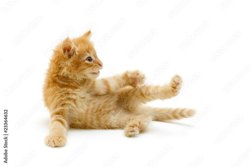kitten red funny playful
