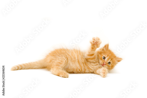 funny playful red kitten