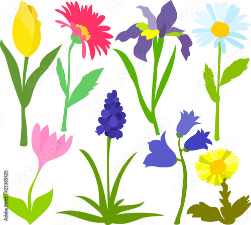 Fototapeta Naklejka Na Ścianę i Meble -  Set of flower and herb