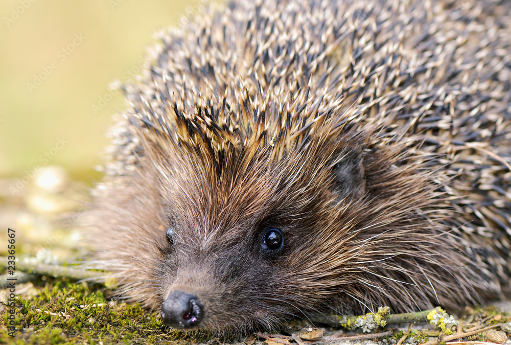 Obraz premium amimal