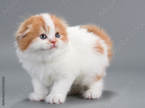 Kitten scottish fold breed