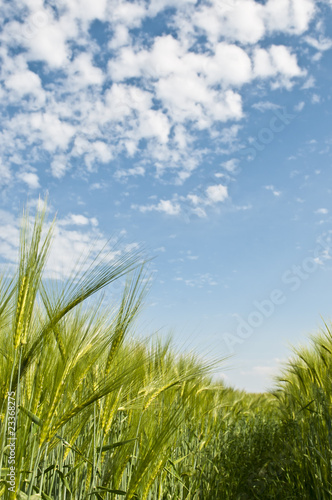 Agriculture fresh barley field