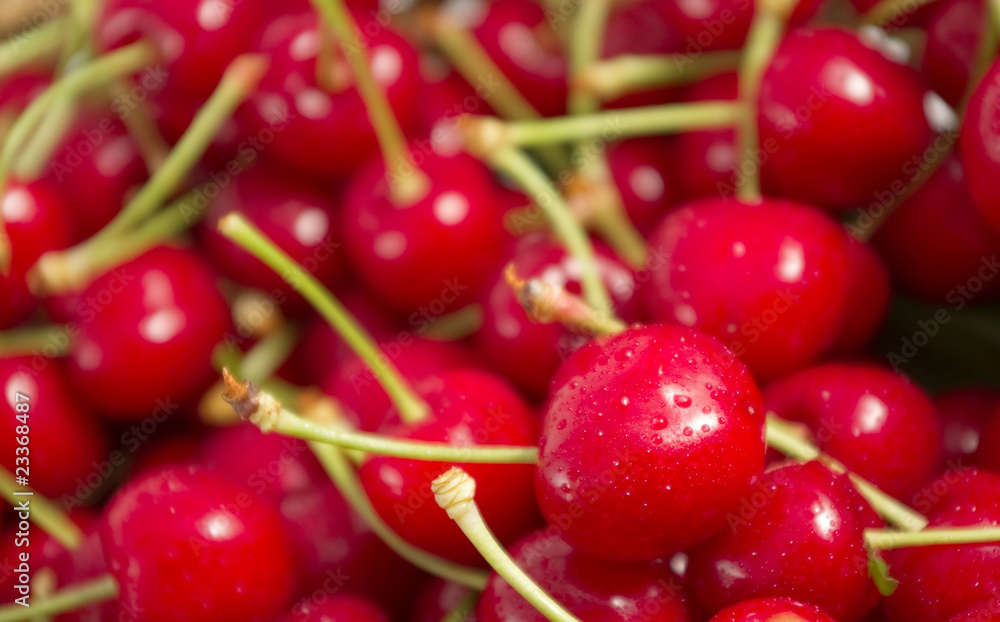 Freshly picked cherries