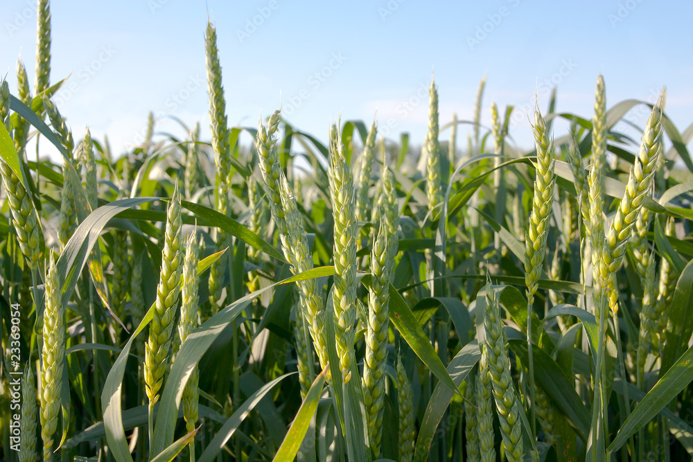 Fototapeta premium yield