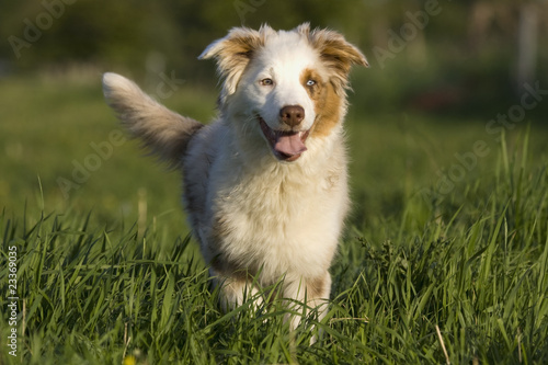 Australian Shepherd Welpe Junghund Merle