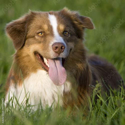Australian Shepherd Rüde Rot