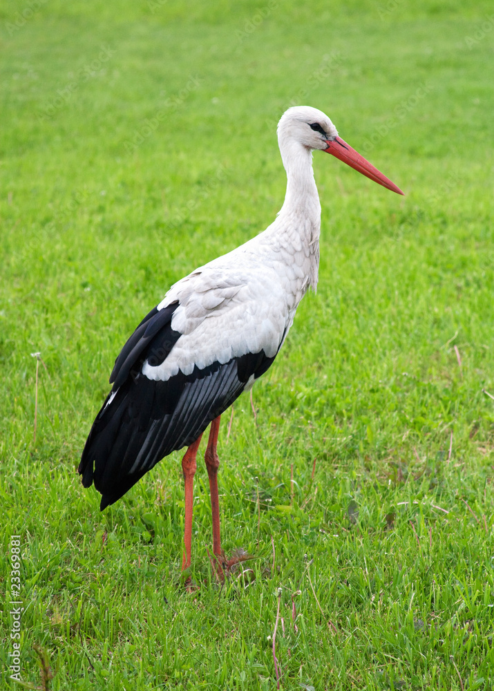 Fototapeta premium White stork standing on the grass