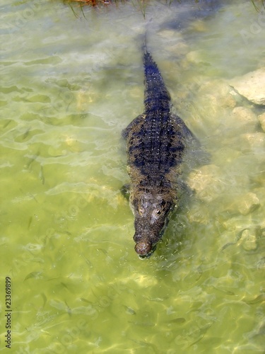 crocodile cayman in lake central America