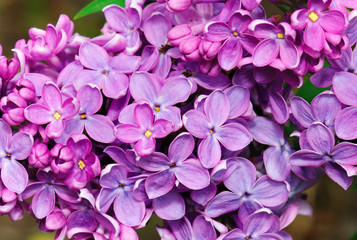 Papier peint photo Lilas Lilas mauve aux pétales tendres  © Horten