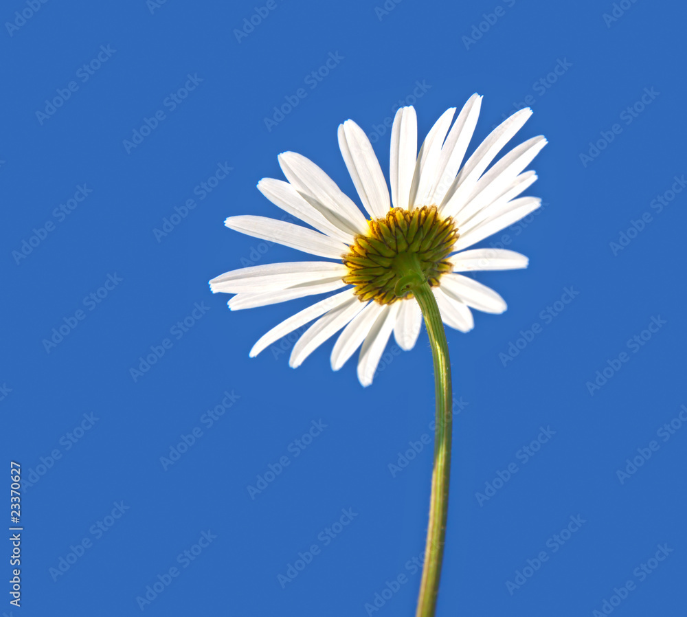 marguerite