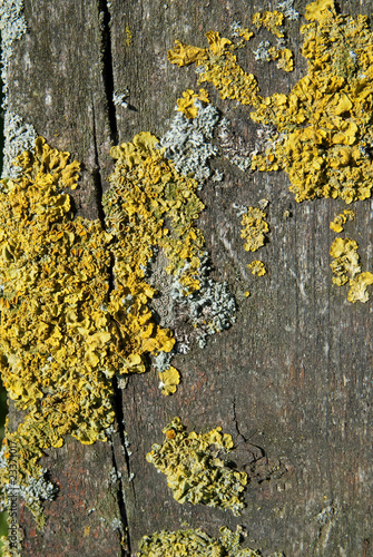 Gewöhnliche Gelbflechte,  Xanthoria parietina, auf einem Brett photo