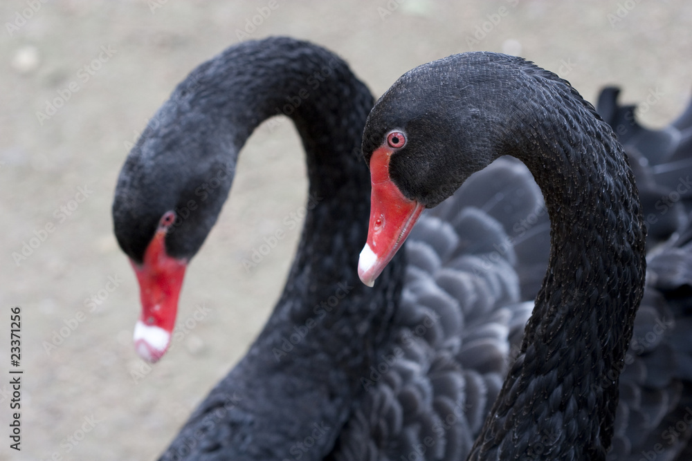 Fototapeta premium cisne