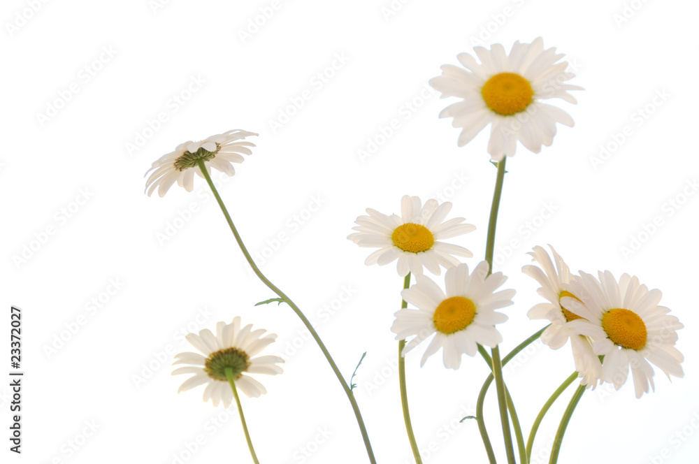 ox eye daisy ox eye daisy
