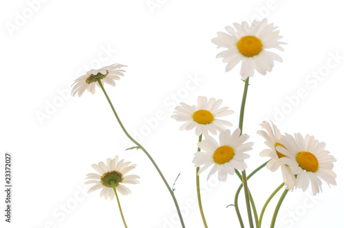 ox eye daisy