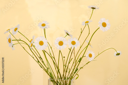 ox eye daisy photo