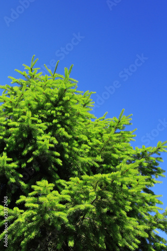 fir tree