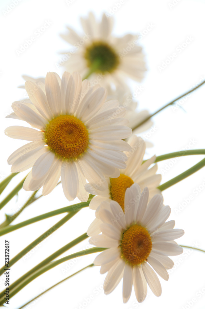 Fototapeta premium ox eye daisies