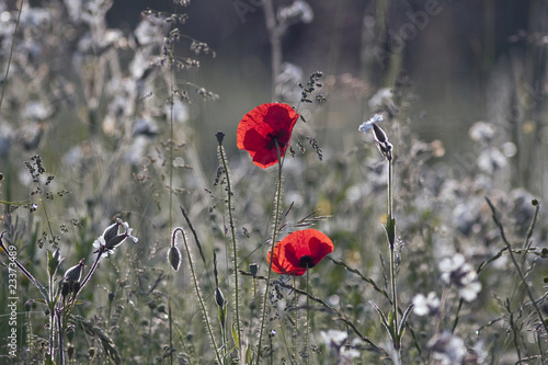 red poppies *2*