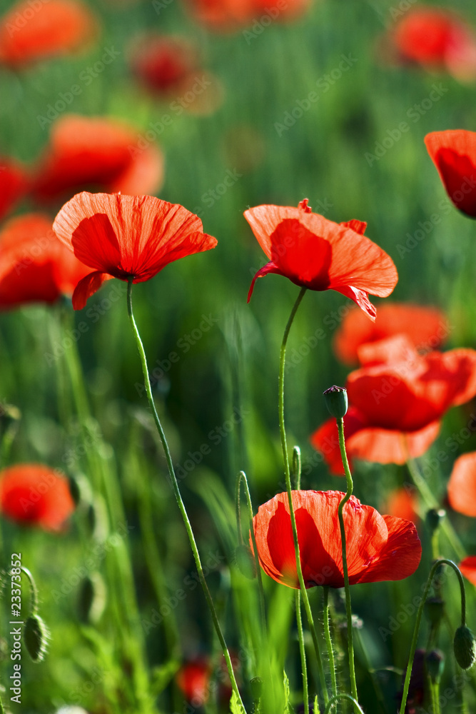 Naklejka premium Roter Mohn