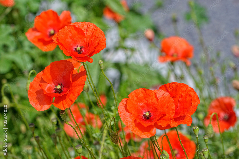 Obraz premium coquelicot