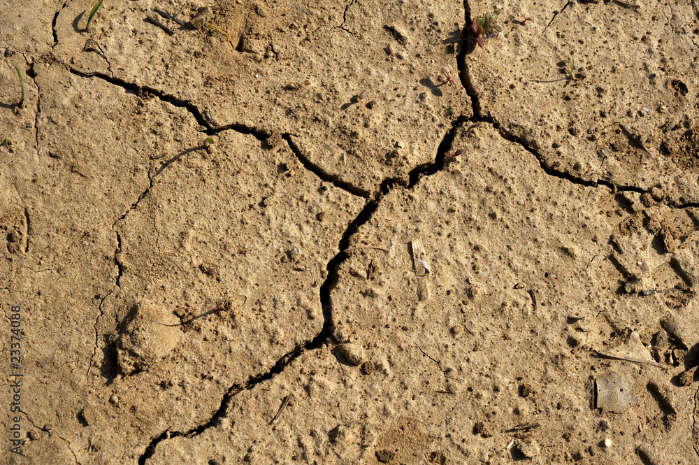 Fototapeta premium sécheresse