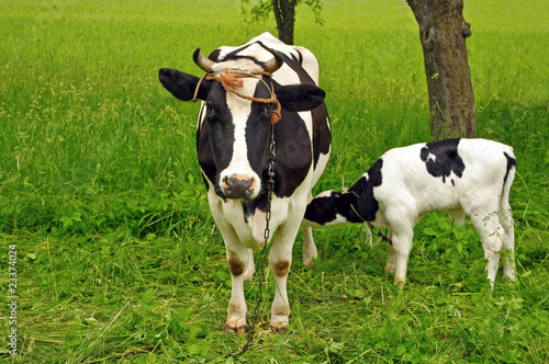 Calf cow feeding in green field