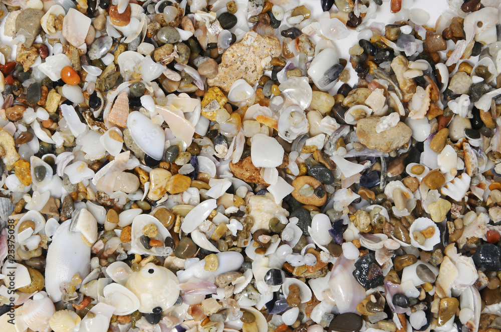 Fototapeta premium seashells background