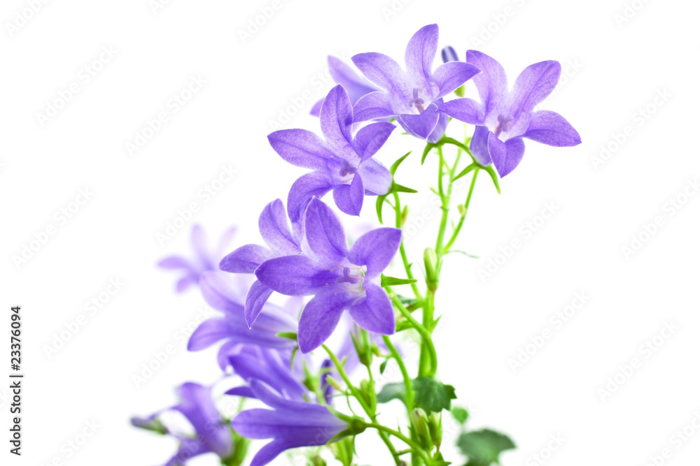 campanula flowers isolated campanula flowers isolated
