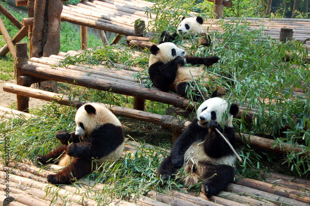 Obraz premium Giant Pandas