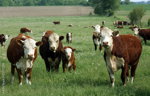 baby hereford calf