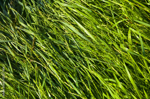 Green wheat grass with dewdrops in the morning